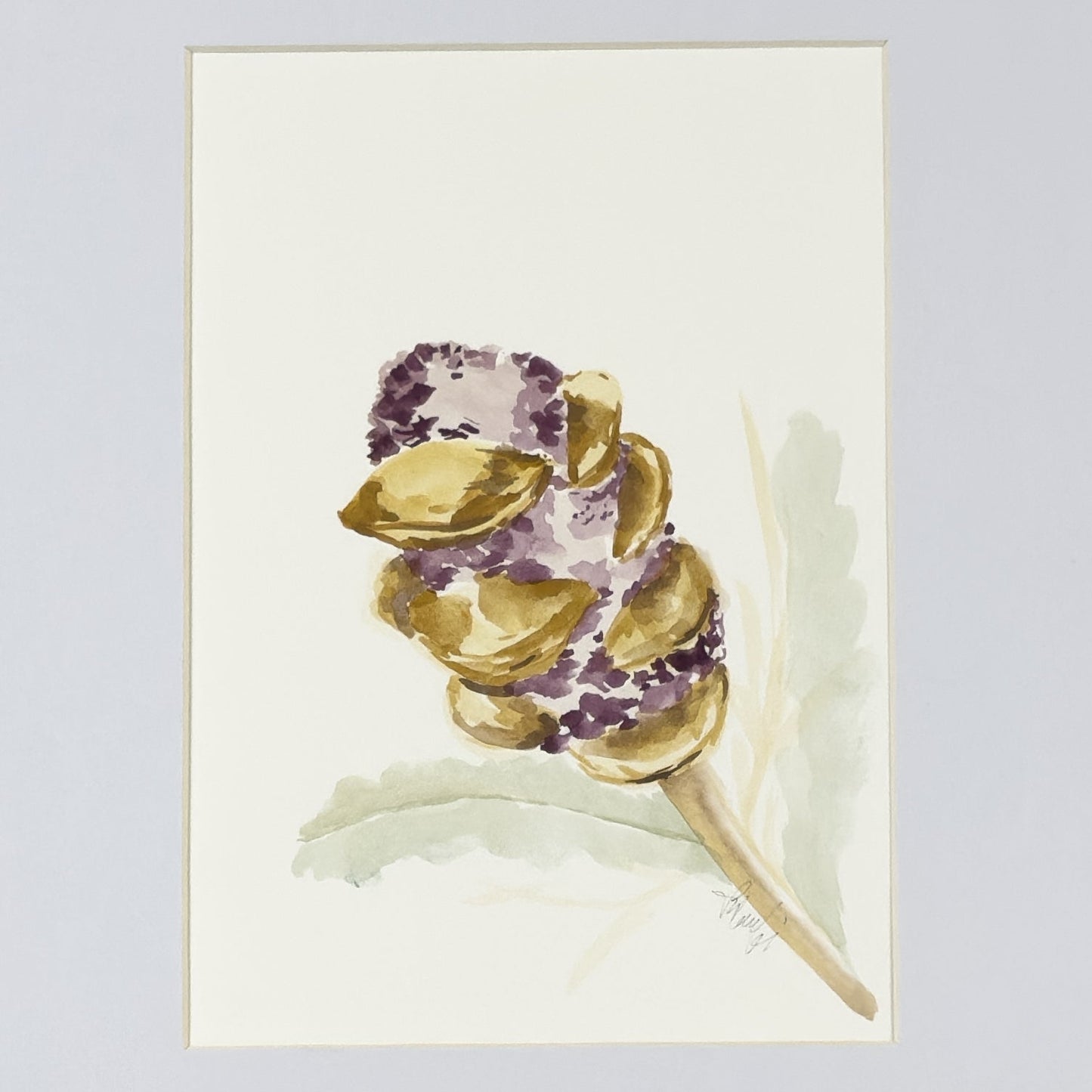 Banksia Colour Study | Original Artwork | Australian Art | Watercolour Artwork Frianki