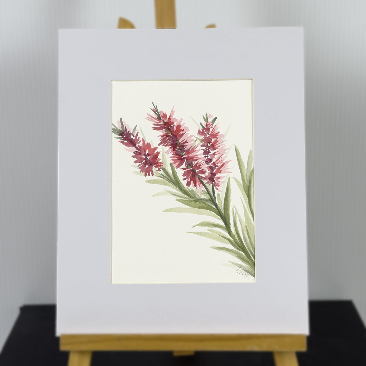 Bottlebrush Study | Original Artwork | Australian Art | Watercolour Artwork Frianki