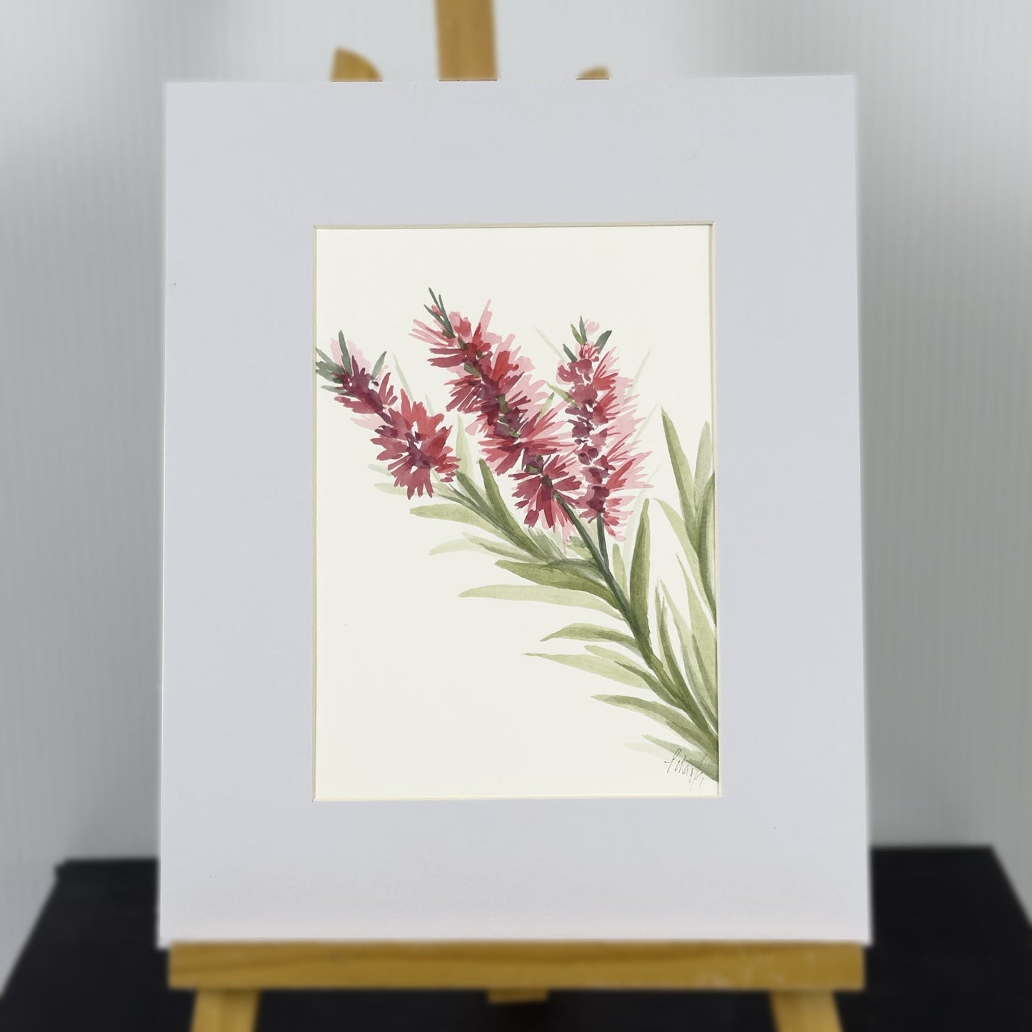 Bottlebrush Study | Original Artwork | Australian Art | Watercolour Artwork Frianki