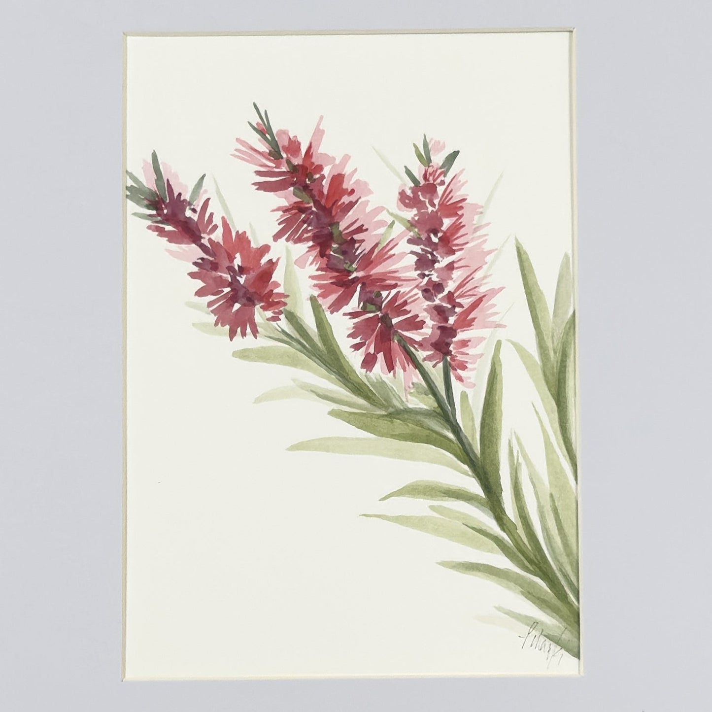 Bottlebrush Study | Original Artwork | Australian Art | Watercolour Artwork Frianki