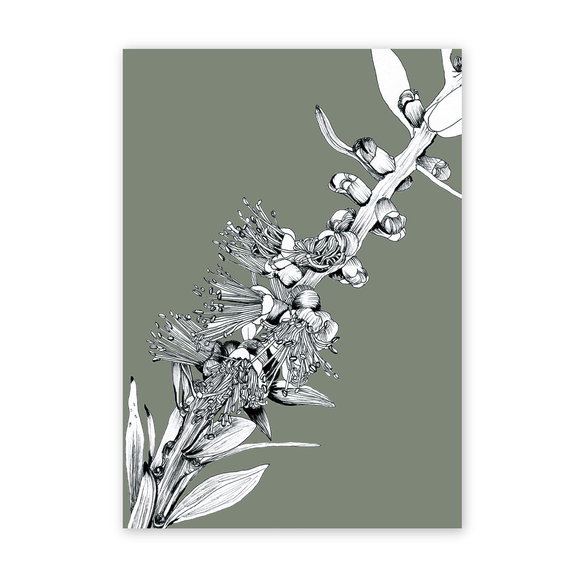 Alma Bottlebrush | Australian Line Art Deep Sage Artwork Frianki