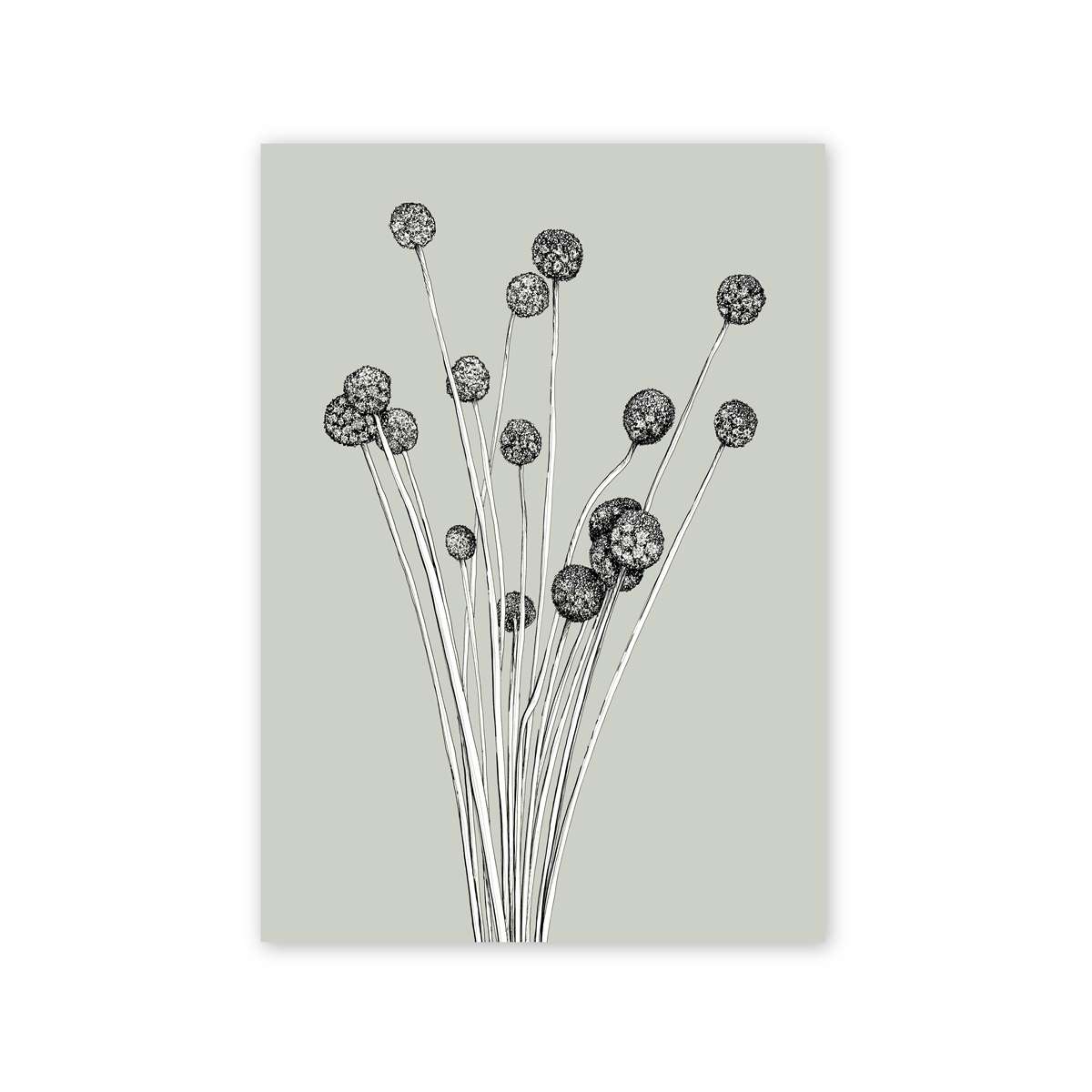 Billy Button Pale Green Artwork Frianki