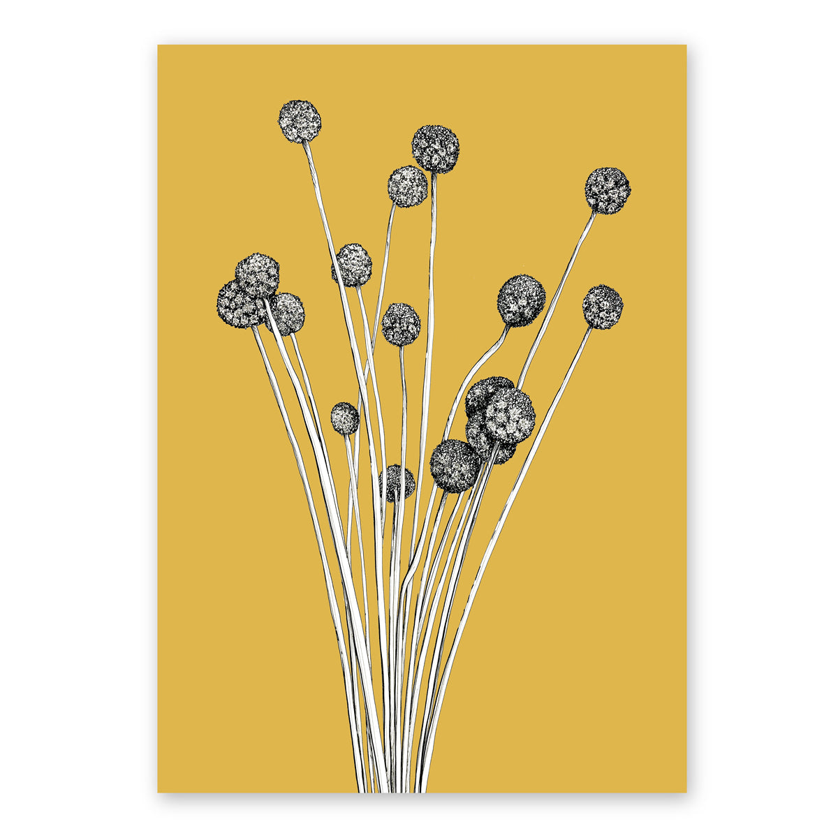 Billy Button Mustard Artwork Frianki