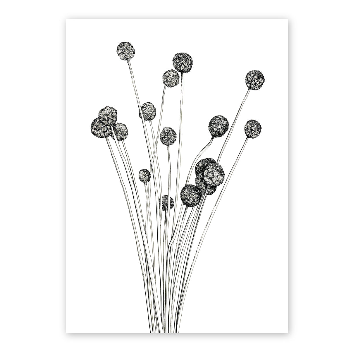 Billy Button White Artwork Frianki