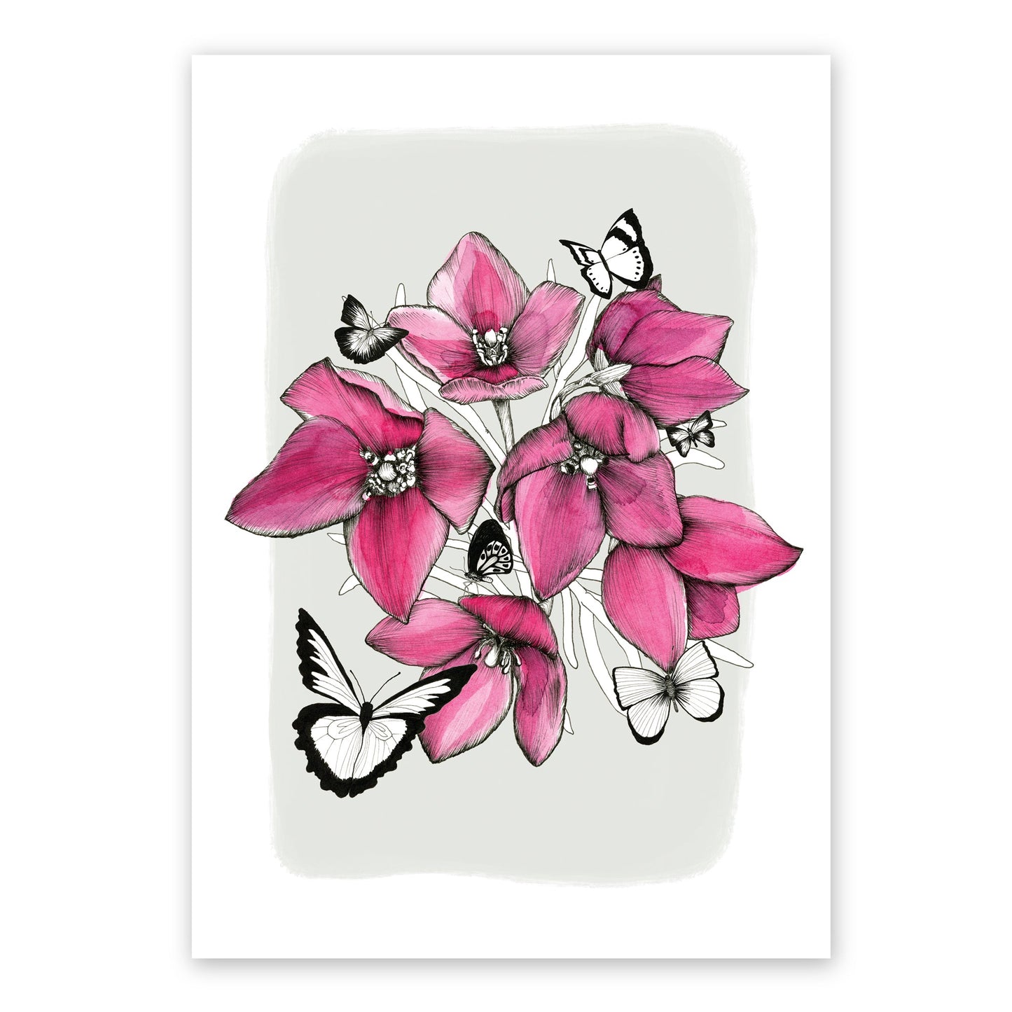 Boronias & Butterflies | Vivid Collection | Australian Native Watercolour | Limited Release Print - A4 Artwork Frianki