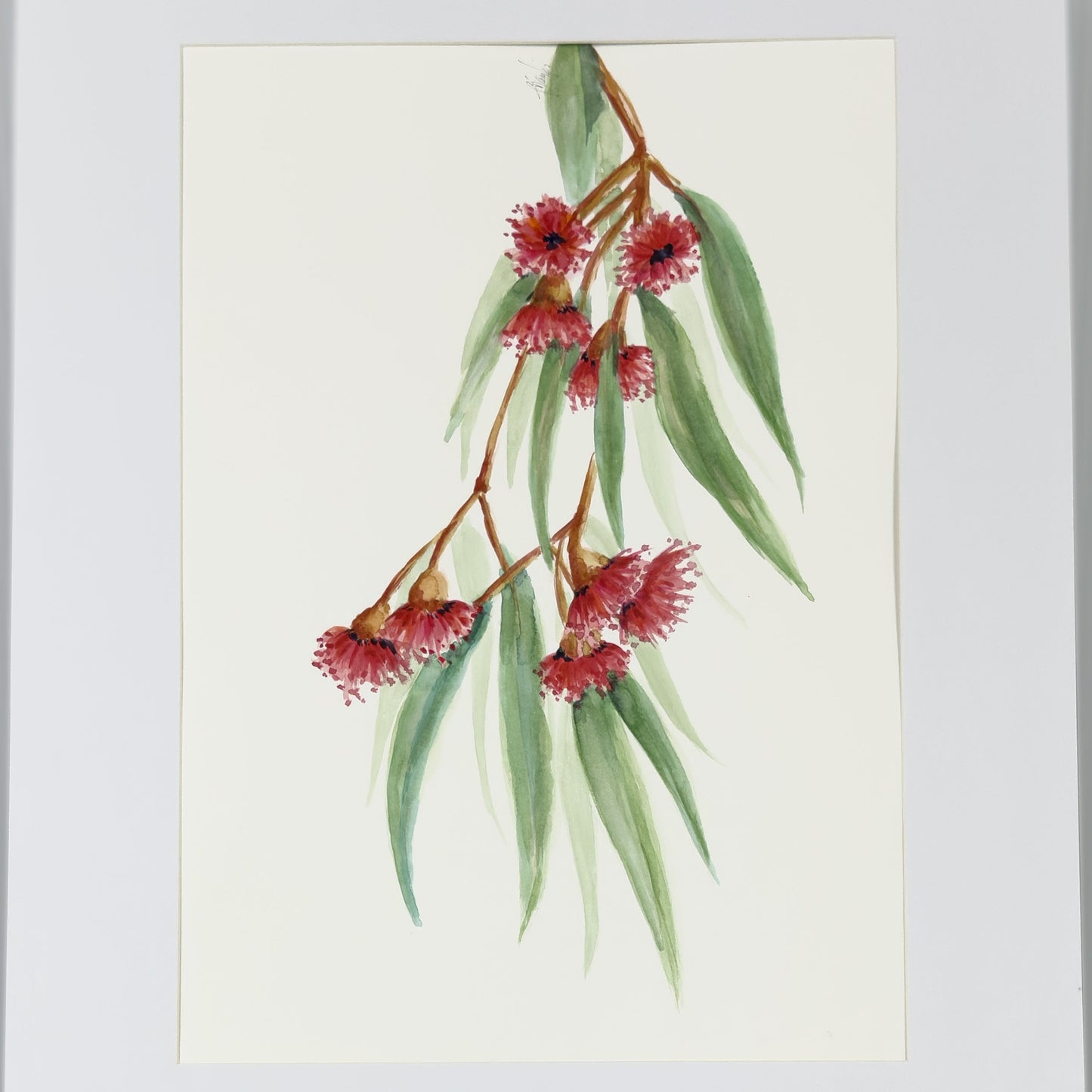 Watercolour Flowering Gum II | Original Artwork | Australian Art Artwork Frianki