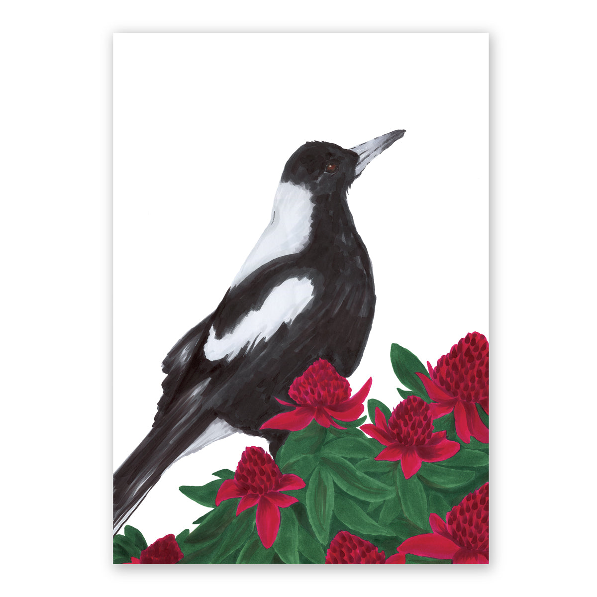 Maggie in the Waratahs | Australian Bird Art | Native Wildlife Art Print Artwork Frianki