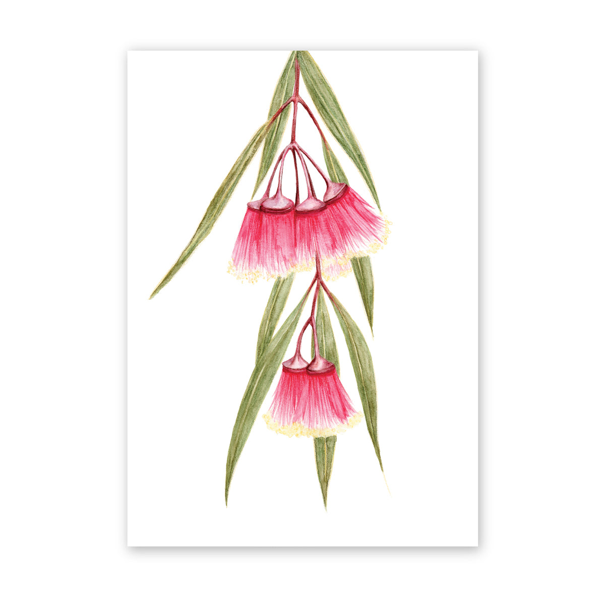 Swaying Eucalyptus | Bright Collection | Watercolour Australian Native Fine Art Print Artwork Frianki