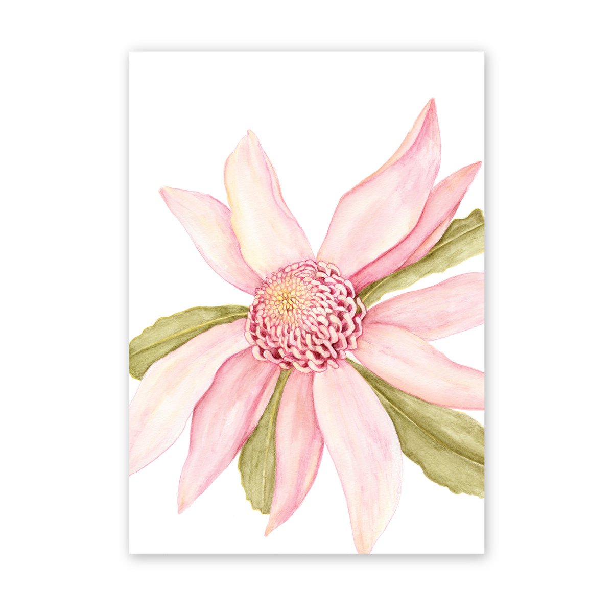 The Graceful Waratah | Bright Collection | Watercolour Australian Native Fine Art Print Artwork Frianki