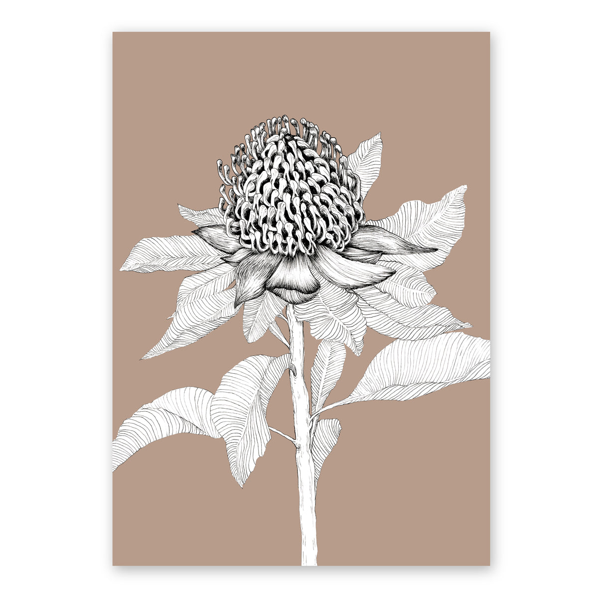 The Waratah | Australian Line Art, Latte Artwork