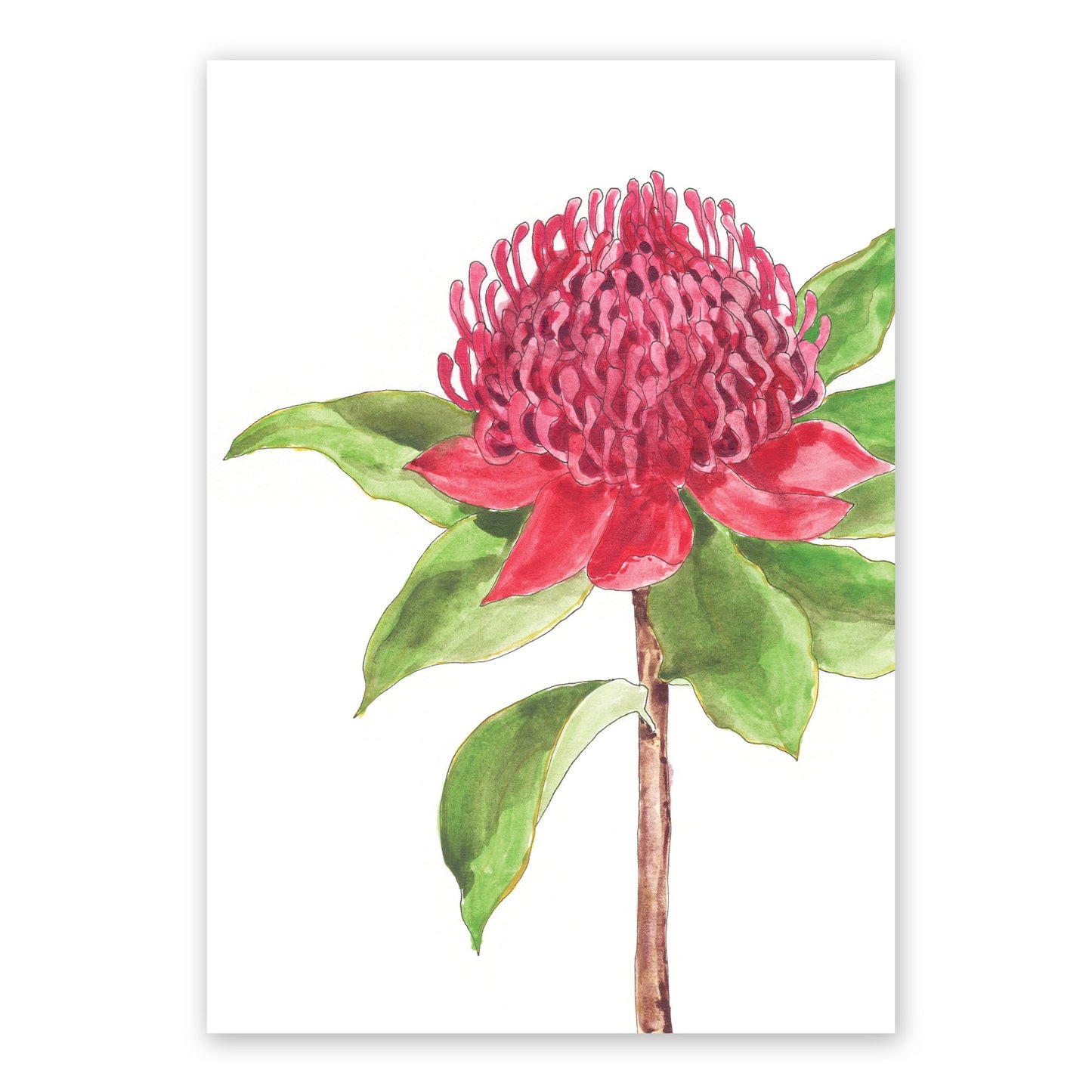The Waratah | Australian Watercolour Artwork Frianki