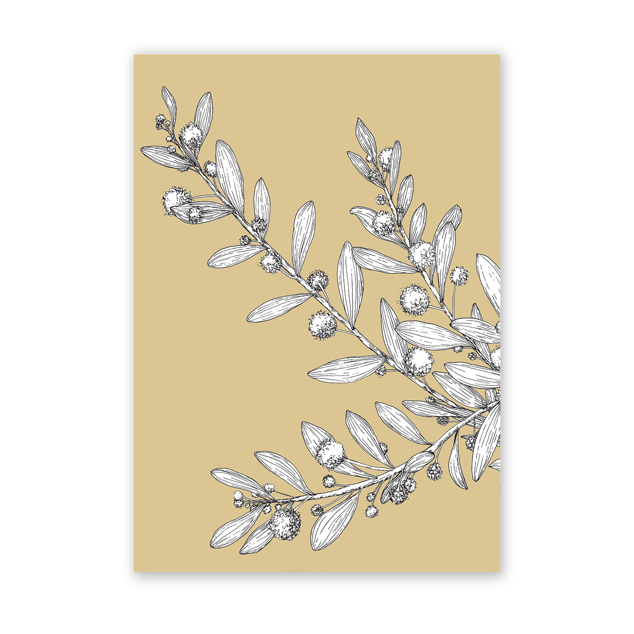 The Wattle | Australian Native Botanical Art