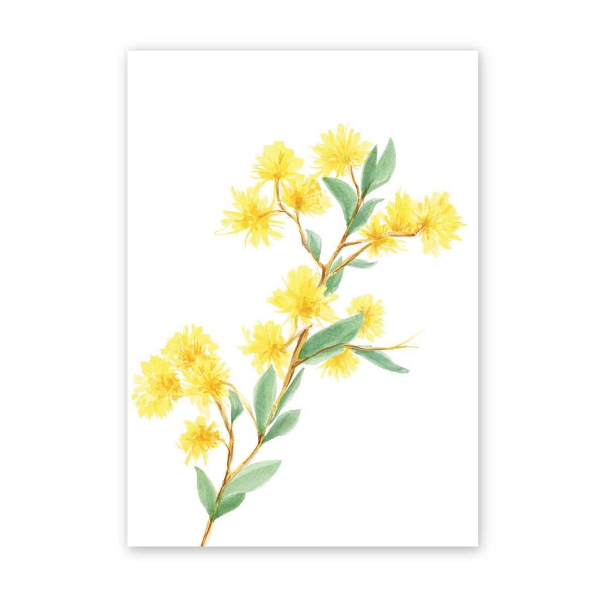The Peaceful Wattle | Bright Collection | Watercolour Australian Native Fine Art Print Artwork Frianki