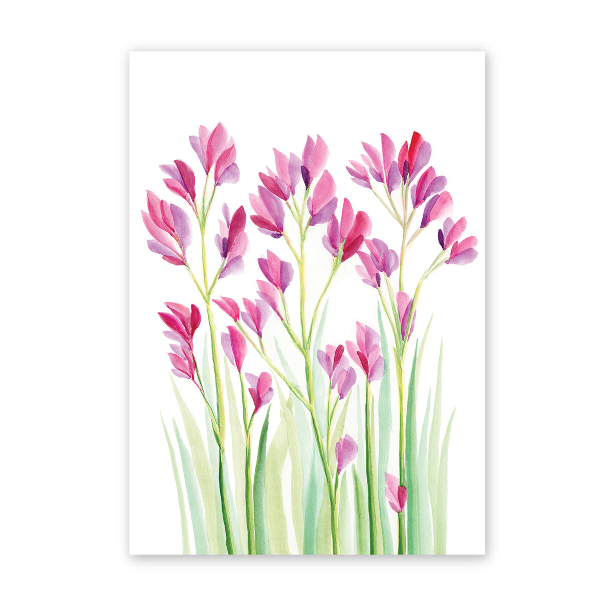Whispers of the Kangaroo Paw | Bright Collection | Watercolour Australian Native Fine Art Print Artwork Frianki