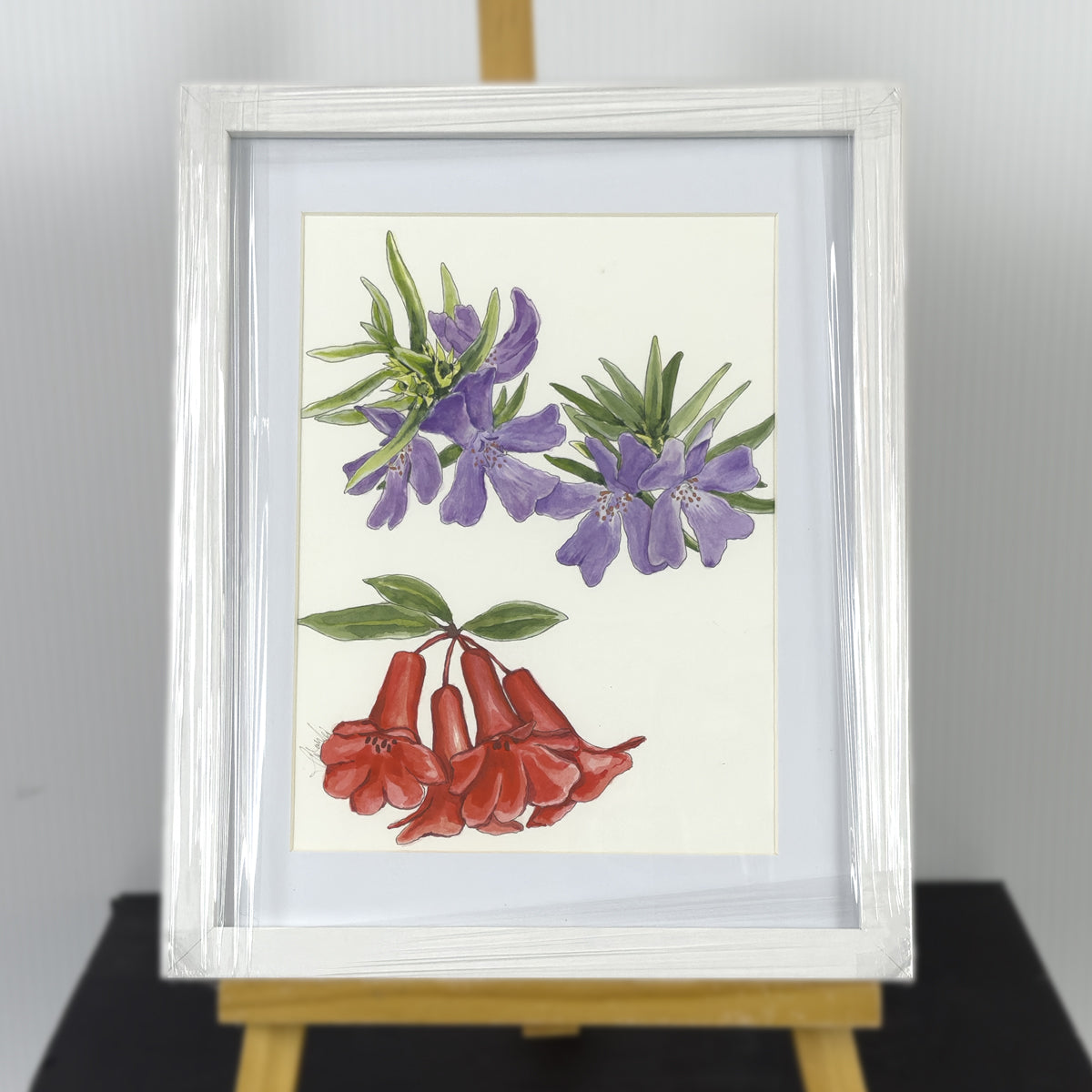 Native Hibiscus Wisteria Study Framed | Original Artwork | Australian Art | Watercolour Artwork Frianki