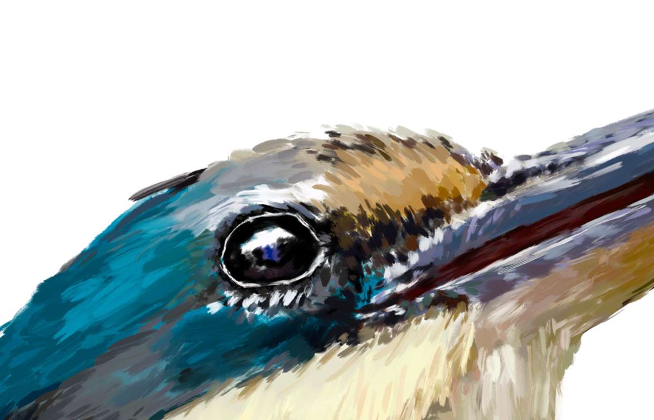 The Kingfisher | Australian Bird Art | Native Wildlife Art Print Artwork Frianki