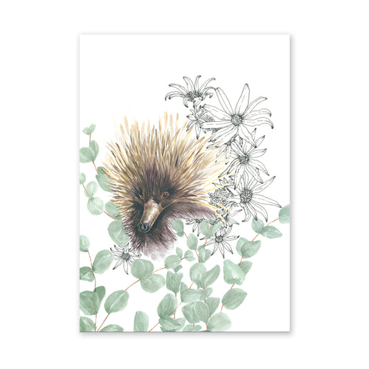 Echidna Flowering Flannels