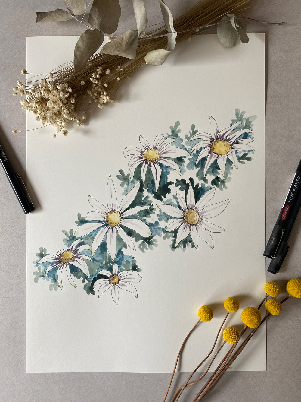 Flannel Flower | Spring Collection Original | Australian Art | Watercolour Artwork Frianki