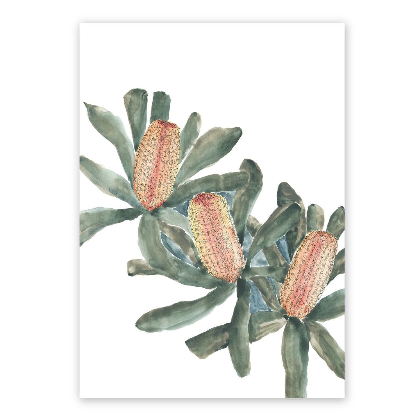 Banksia| Spring Collection | Australian Fine Art Print | Watercolour Mixed Media Artwork Frianki