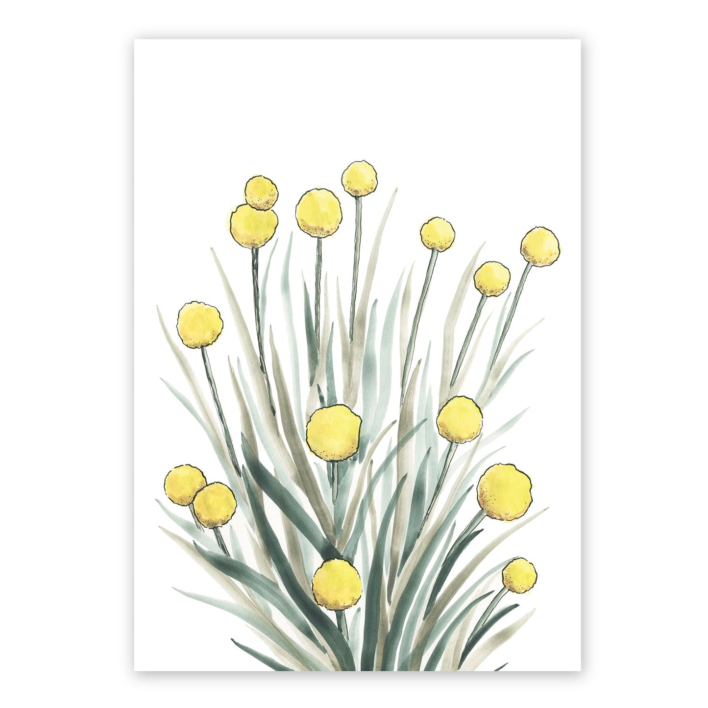 Billy Buttons | Spring Collection | Australian Fine Art Print | Watercolour Mixed Media Artwork Frianki