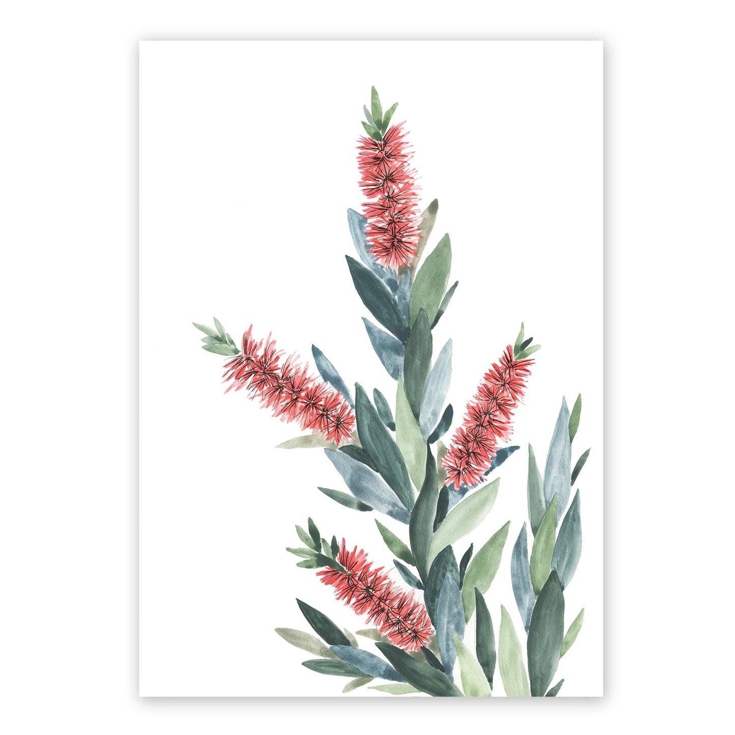 Bottlebrush | Spring Collection | Australian Fine Art Print | Watercolour Mixed Media Artwork Frianki