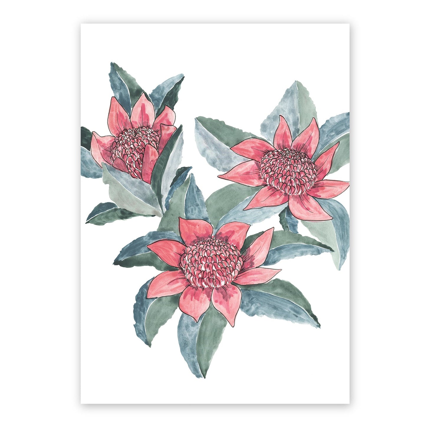 Waratah | Spring Collection | Australian Fine Art Print | Watercolour Mixed Media Artwork Frianki