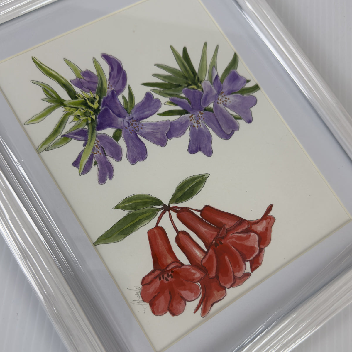 Native Hibiscus Wisteria Study Framed | Original Artwork | Australian Art | Watercolour Artwork Frianki