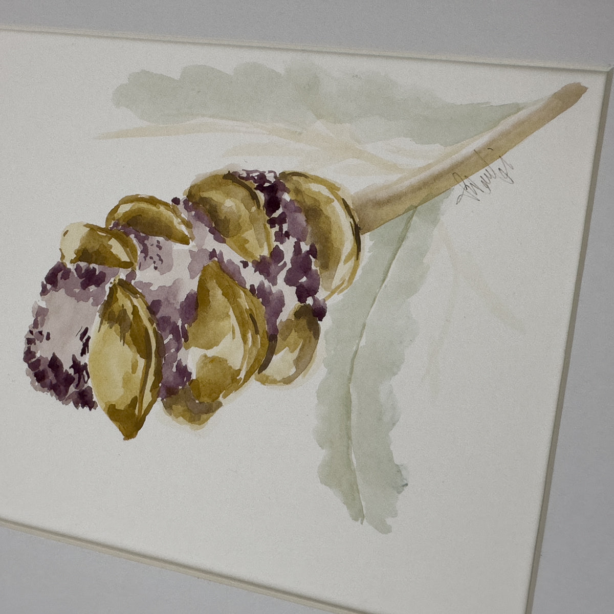 Banksia Colour Study | Original Artwork | Australian Art | Watercolour  Artwork Frianki