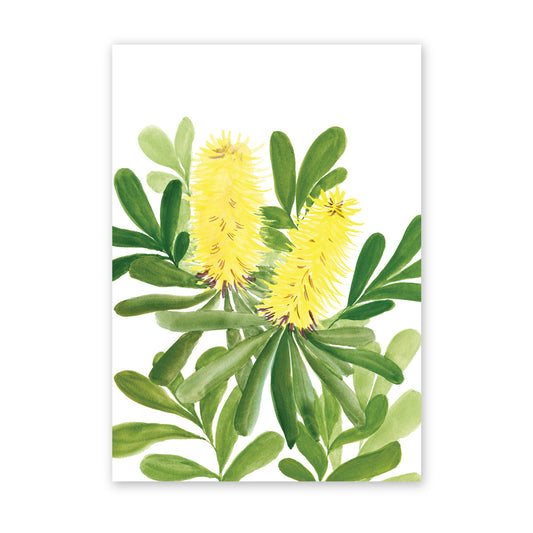 Shining Banksias | Bright Collection | Watercolour Australian Native Fine Art Print  Artwork Frianki