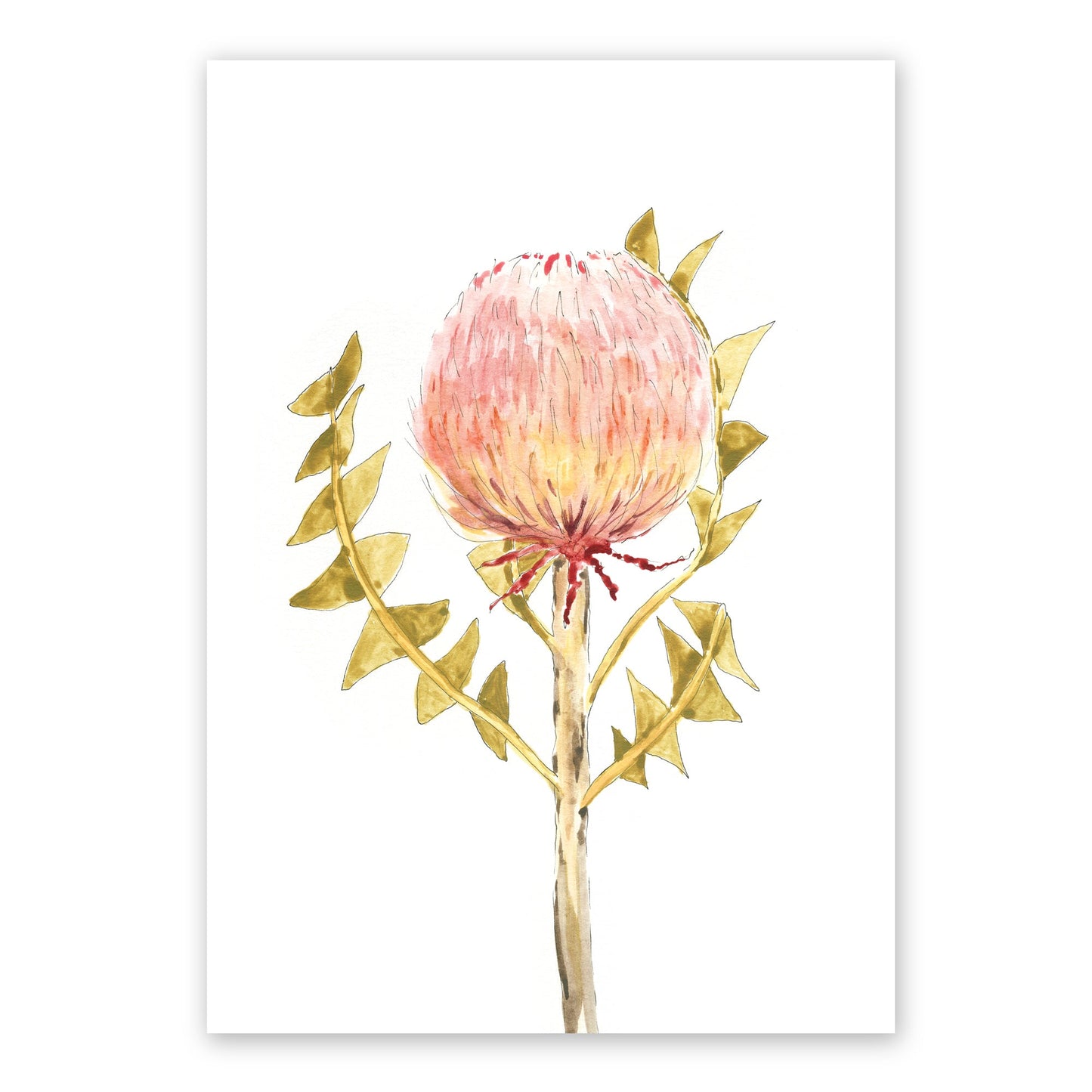 The Banksia Baxteri | Australian Native Watercolour Artwork Frianki