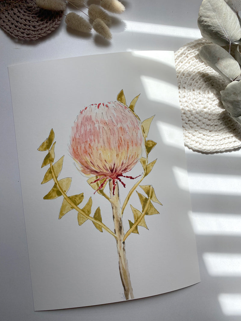 The Banksia Baxteri | Australian Native Watercolour Art