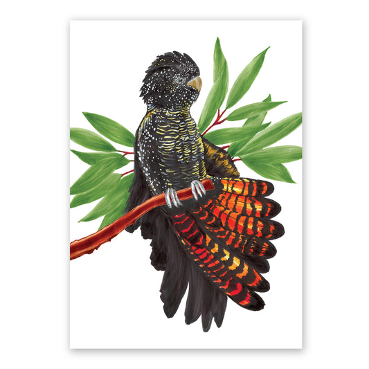 Blacky the Cockatoo | Australian Birds | Native Wildlife Art Print  Artwork Frianki