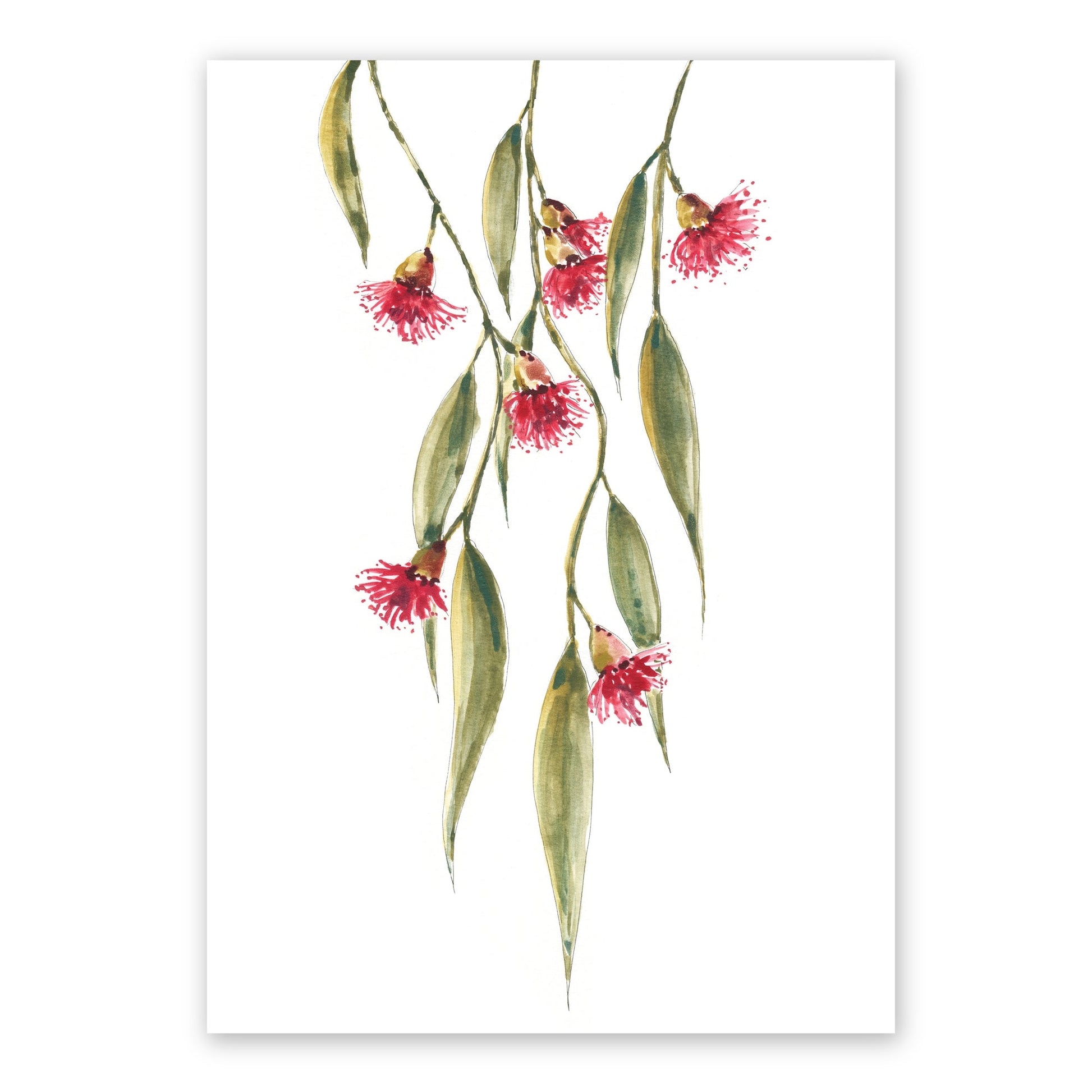 The Eucalyptus | Australian Native Watercolour Art Frianki