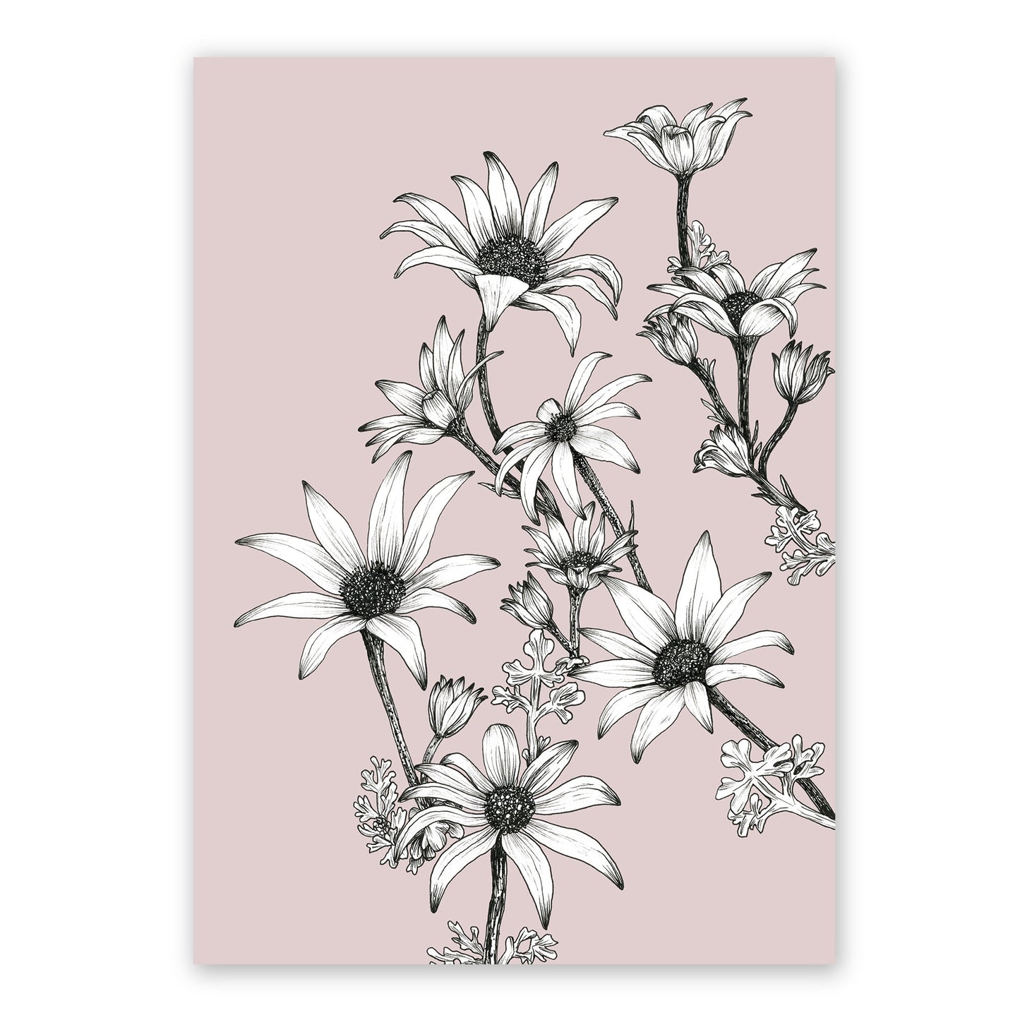 The Flannel Flowers Reimagined | Various Colours | Dusky Rose Art