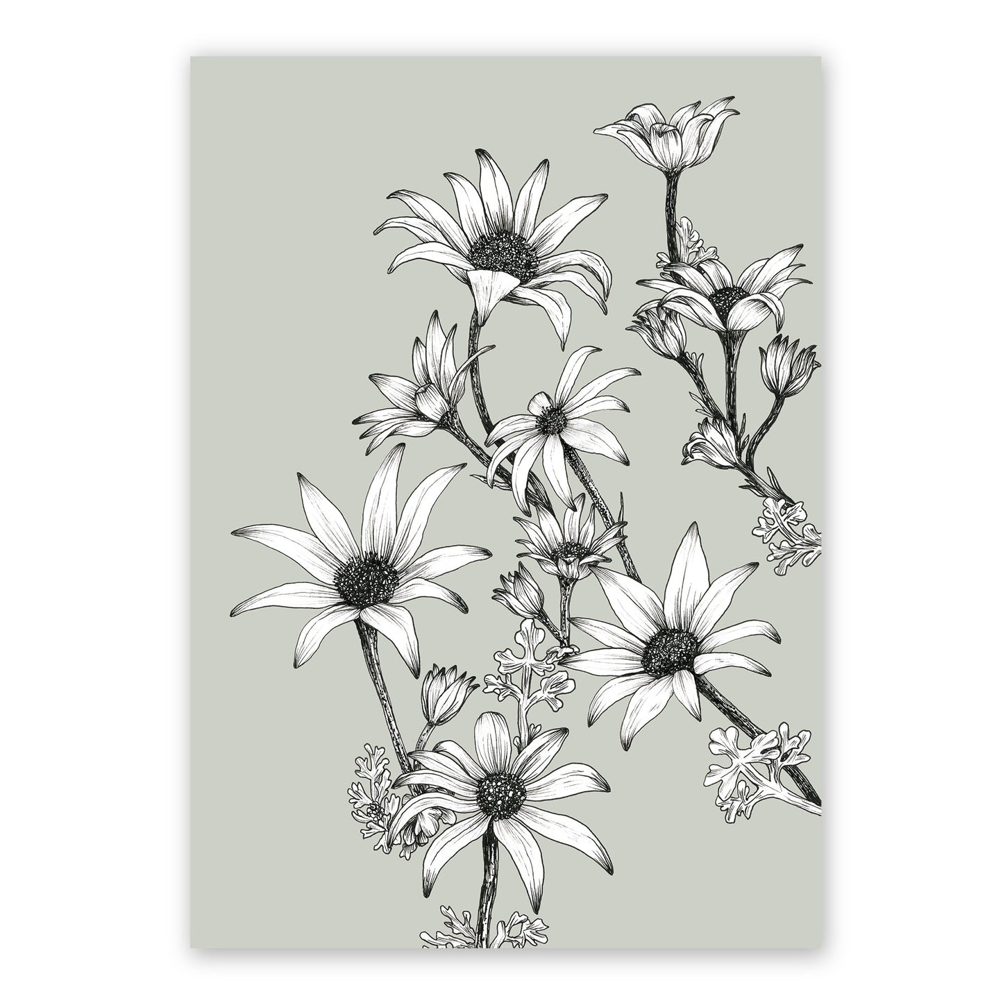 The Flannel Flowers Reimagined | Various Colours | Pale Green Art