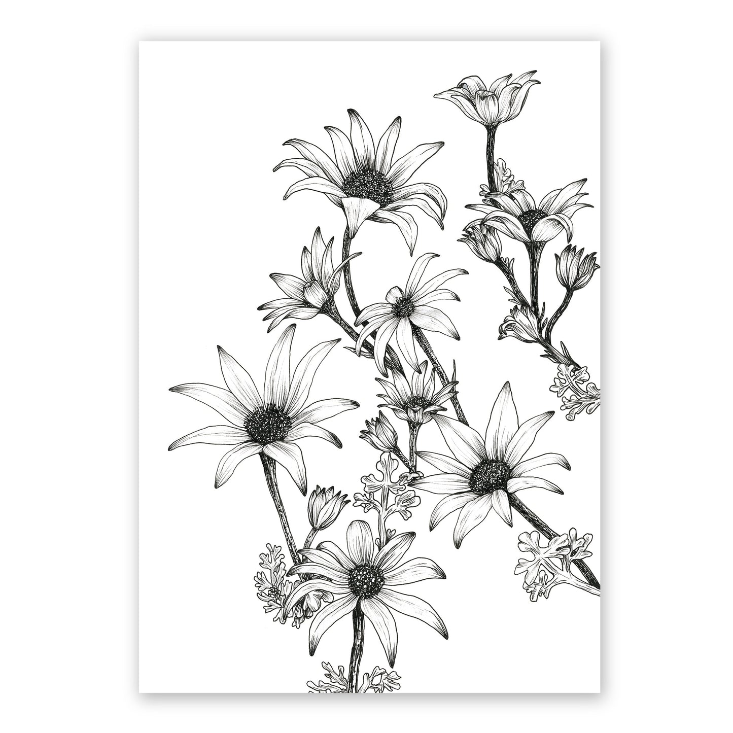 The Flannel Flowers Reimagined | Various Colours | White Art