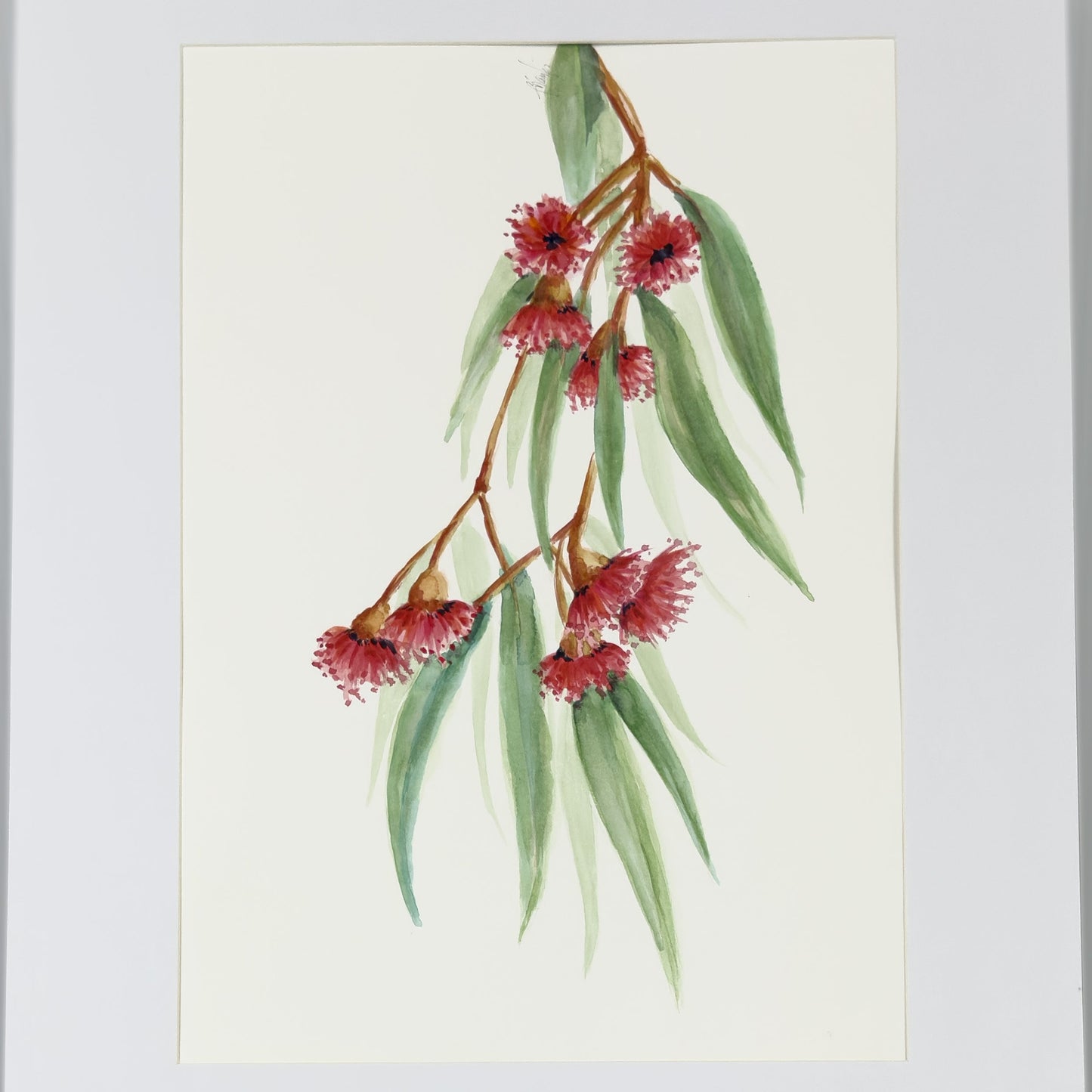 Watercolour Flowering Gum II | Original Artwork | Australian Art  Artwork Frianki