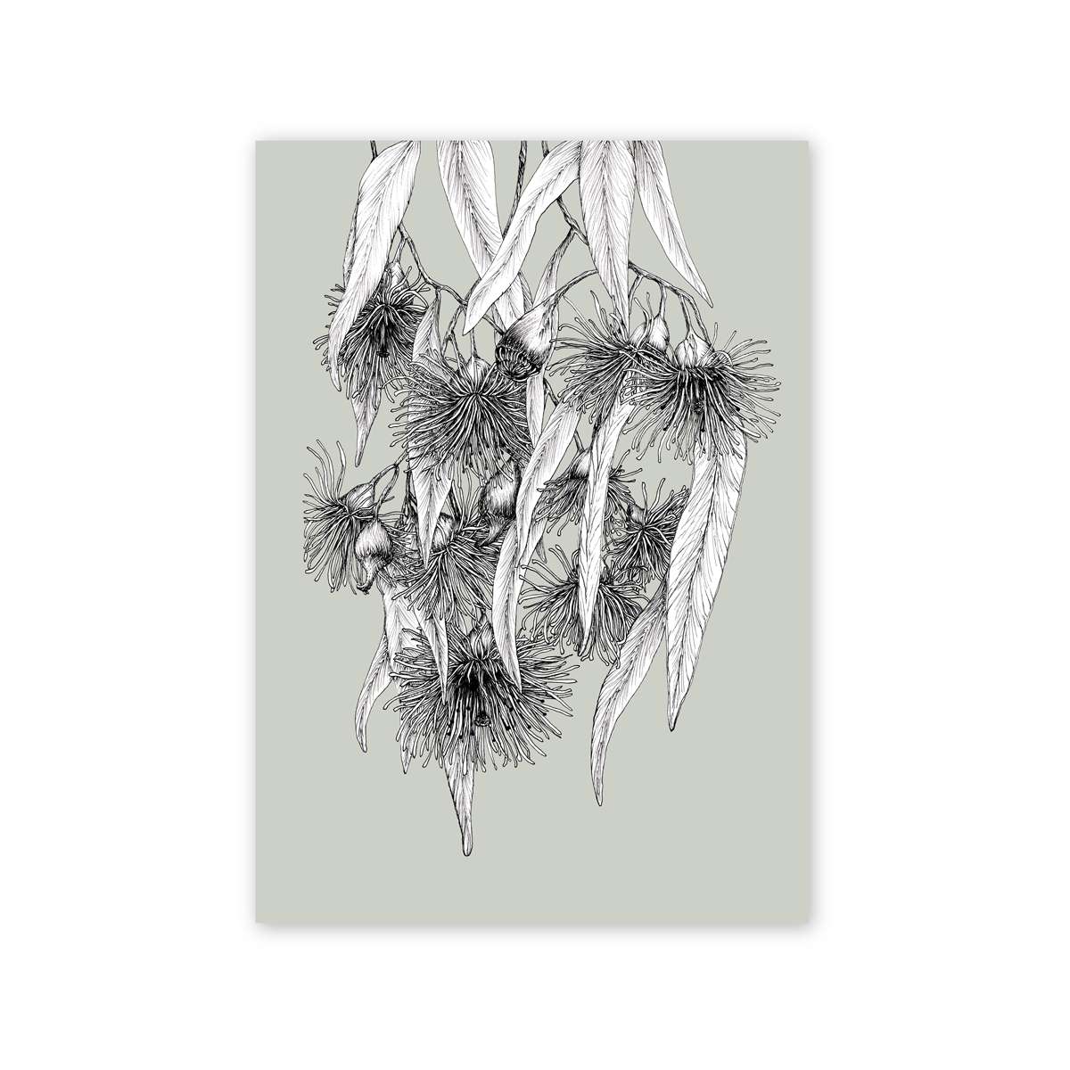 The Flowering Gum | Native Botanical Print White, Pale Green, Deep Sage, Latte Artwork Frianki