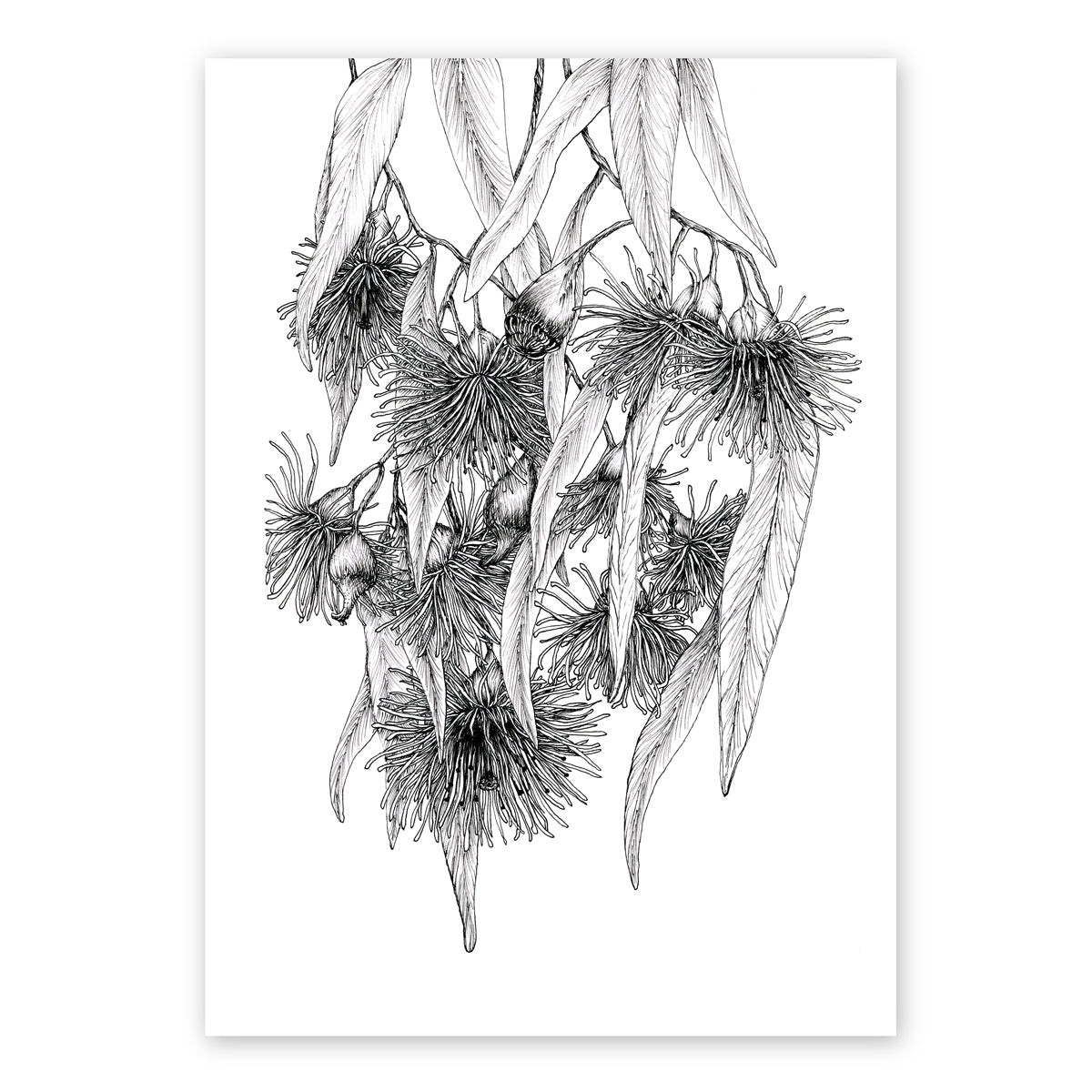 The Flowering Gum | Native Botanical Print White, Pale Green, Deep Sage, Latte Artwork Frianki
