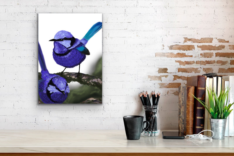 The Splendids | Australian Bird Art | Native Wildlife Artwork 