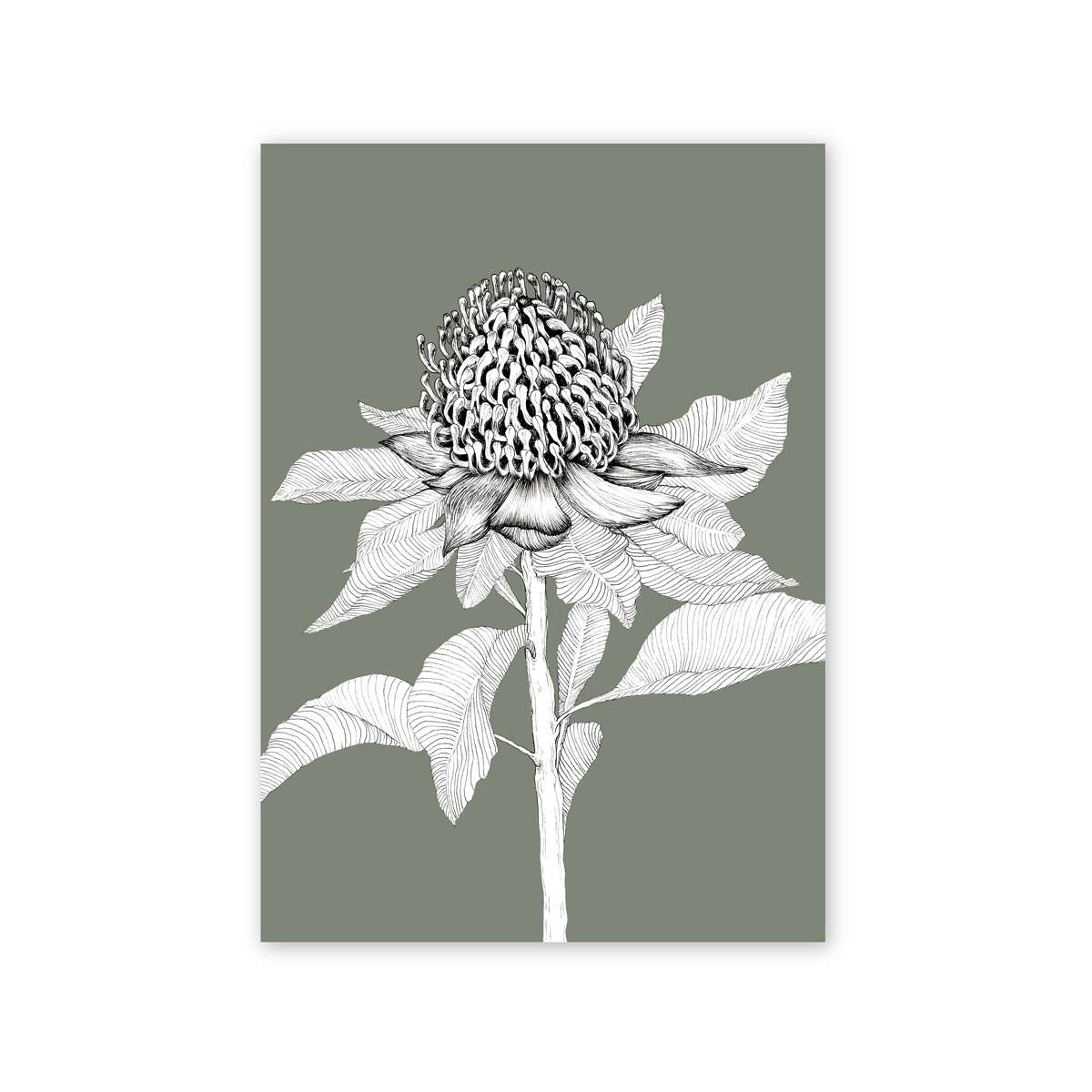 The Waratah | Australian Line Art, Deep Sage Artwork