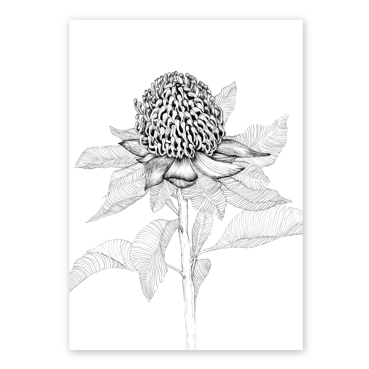 The Waratah | Australian Line Art, White Artwork