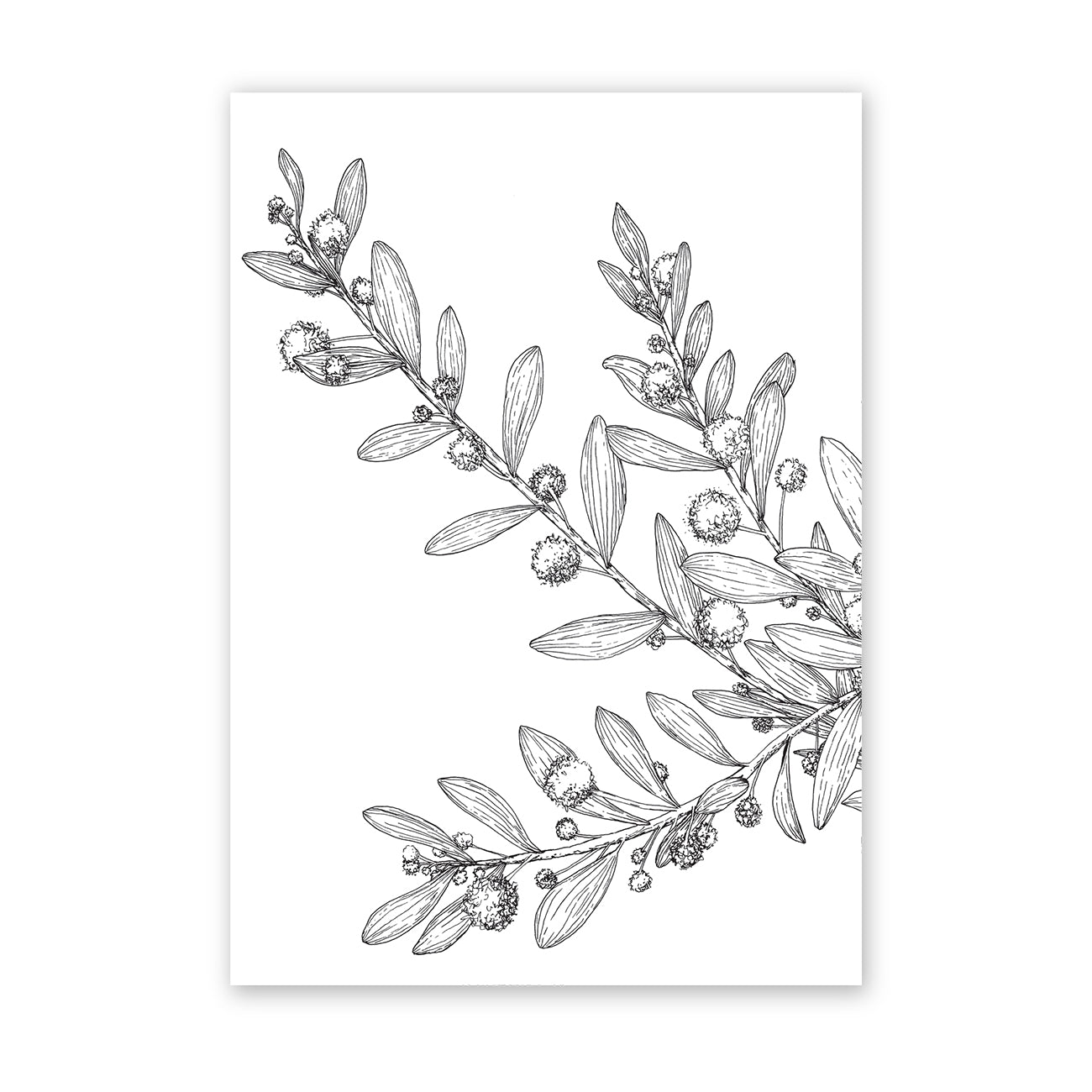 The Wattle | Australian Native Botanical Art