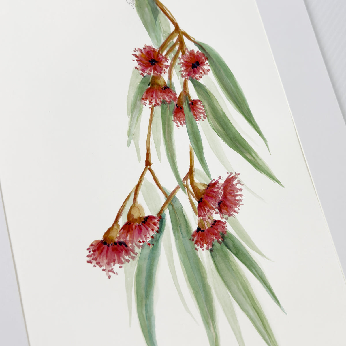 Watercolour Flowering Gum II | Original Artwork | Australian Art  Artwork Frianki